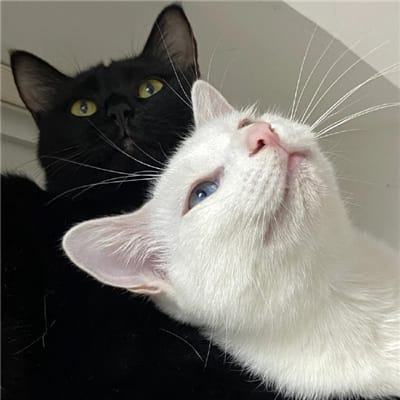 خواجہ فیملی avatar